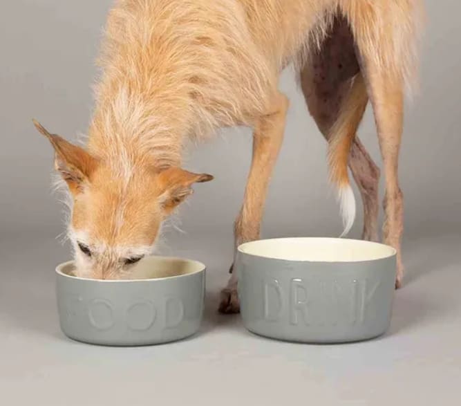 Scruffs Classic FOOD and DRINK Bowls (Various)