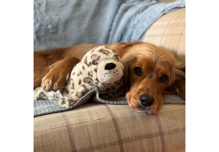 Orva Seal Treat Belly Dog Toy - Image 3
