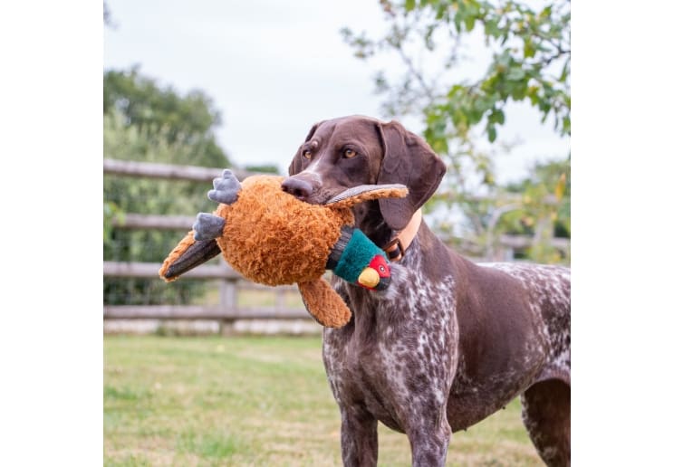 Heritage Phoebe Pheasant - Image 3