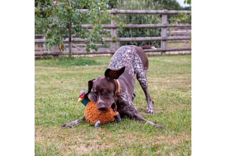 Heritage Phoebe Pheasant - Image 4
