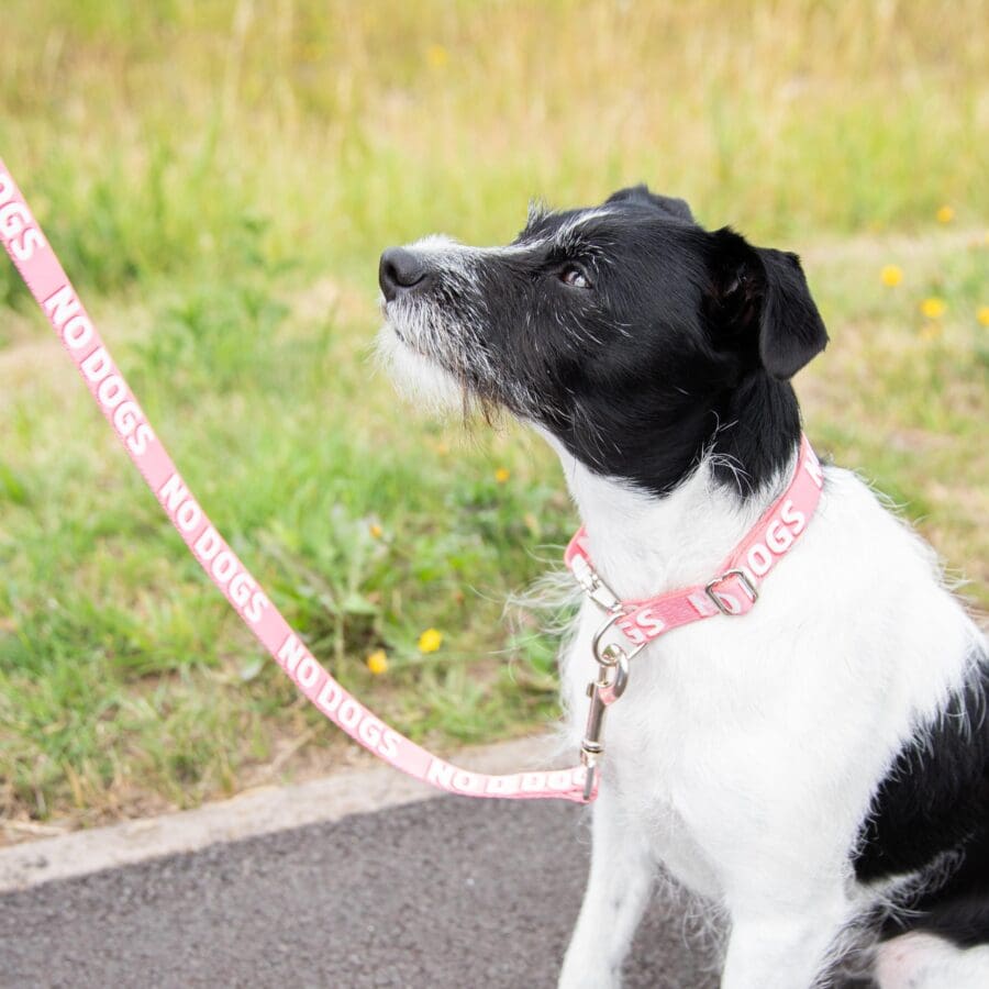 No Dogs Alert Collars (Various Sizes)