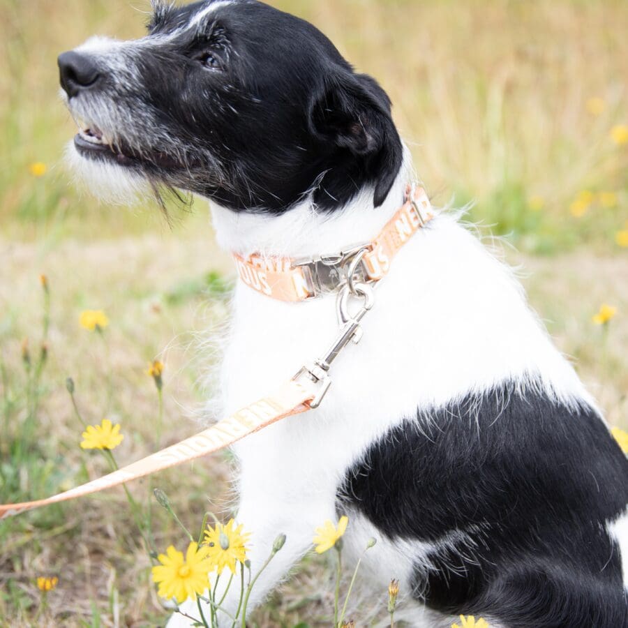 Nervous Alert Collars (Various Sizes)