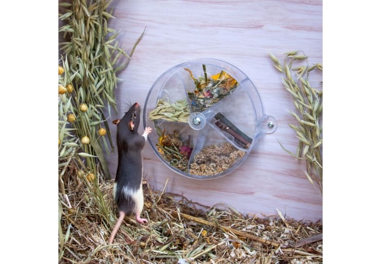 Burrow & Squeak Foraging Puzzle