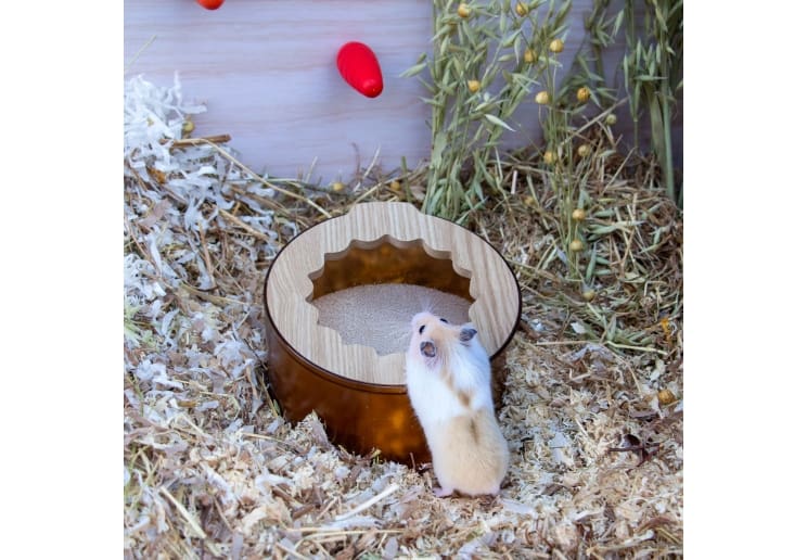 Burrow & Squeak Sand Bath & Dig Box