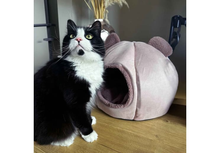 Teddy Bear Ear Cave Bed (Rose) - Image 3