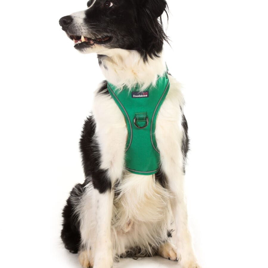 Doodlebone Stomp Harness Forest (Various Sizes Available)