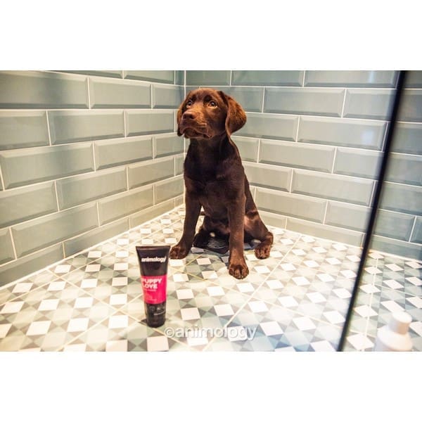 Animology Puppy Love Shampoo 250ml - Image 4