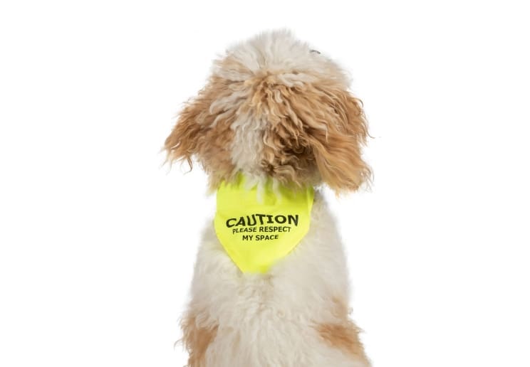 Warning Bandana Yellow M/L 37cm x 21cm
