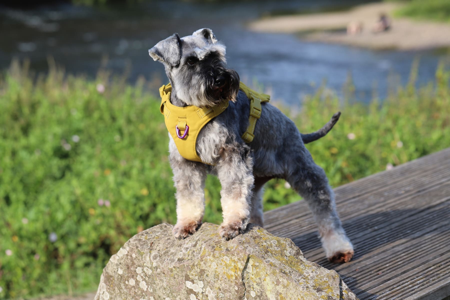 Sotnos Sport Harness Purple/Mustard (Variety Of Sizes Available) - Image 2