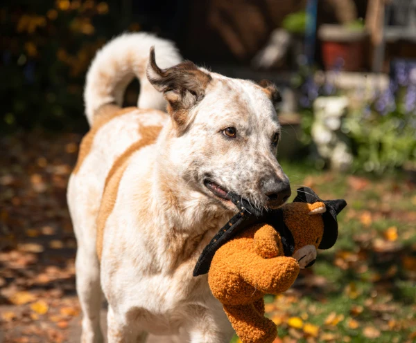 Rosewood Wilber Wizard Teddy - Image 3