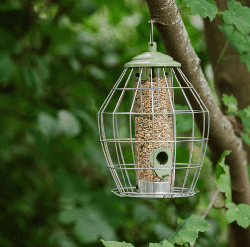 Peckish Canto Squirrel Proof Seed Feeder